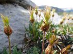 Cdn Rockies Adventure (Aug 2010) - Talus - 110
